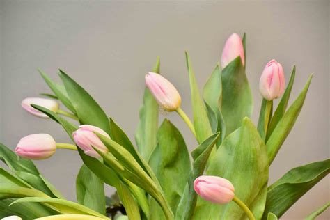 12 pcs Pink Tulips Arrangement - The Flower Estate