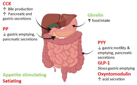 Nutrients | Free Full-Text | Gut Hormones in Health and Obesity: The ...