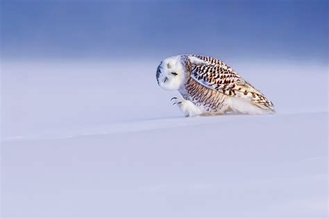 Snowy Owl Wallpaper and Screensavers - WallpaperSafari