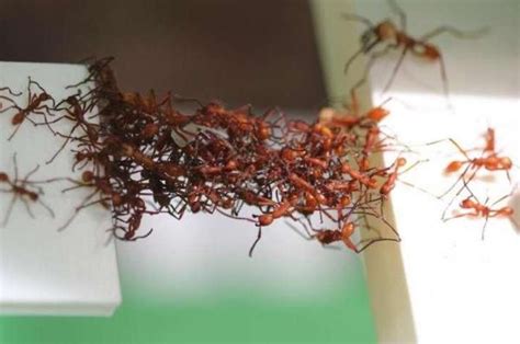 Researchers Film Ants Building Bio-Bridges With Their Bodies | Gephardt ...