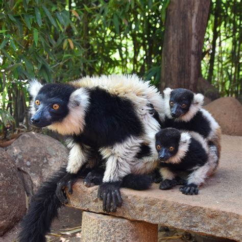 lemur lemurs park antananarivo madagascar - Anne Travel Foodie