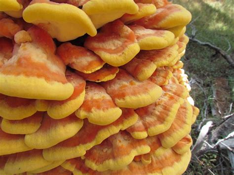 Western Sulphur Shelf Fungi, Laetiporus gilbertsonii | Flickr