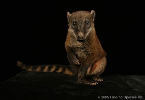 Biodiversity-South American Coati