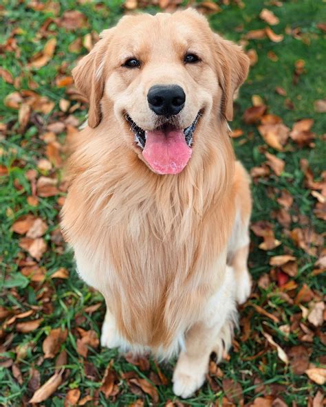 14 Interesting Facts About Golden Retrievers | PetPress