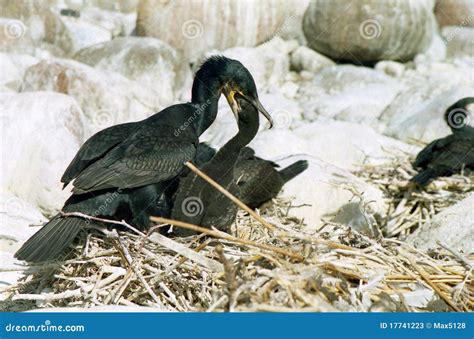 Cormorant feeding stock image. Image of birds, ocean - 17741223