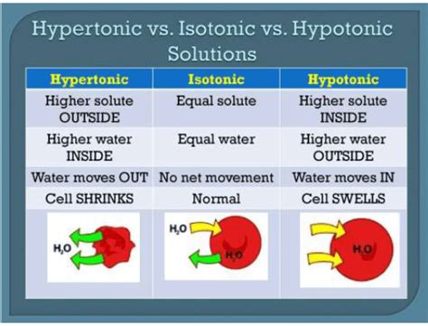 Osmosis and Osmotic Pressure Class 12 Notes | EduRev