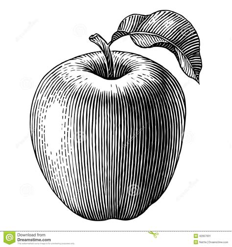 apple vintage black and white - Google Search | Temel sanat, Ilham veren sanat, Drawing