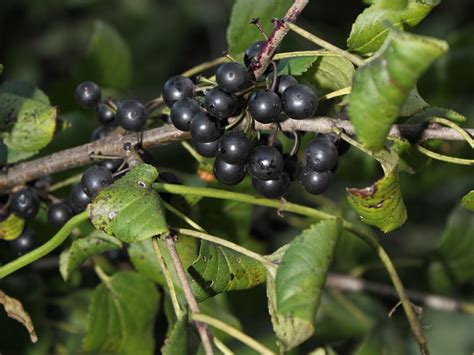 Buckthorn: How can a shrub be so harmful? | Friends of the Mississippi River