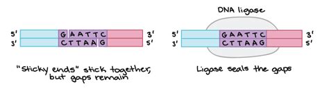 Dna Ligase In Recombinant Dna Technology - technology