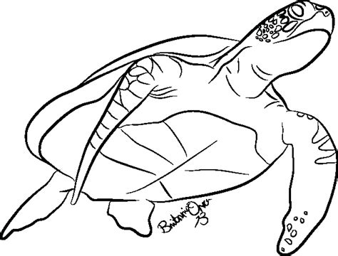 Turtle Outline Drawing at PaintingValley.com | Explore collection of ...