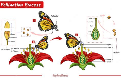 Premium Vector | Flower Pollination process