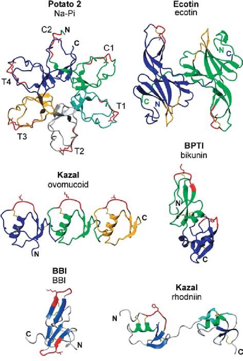 Examples of multidomain serine protease inhibitors: model of Na-Pi... | Download Scientific Diagram