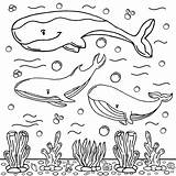 Whale Coloring Page Colored Illustration 15868076 Vector Art At Vecteezy sketch template