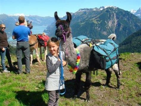 llama trekking about 22 min from hotel $160 for all of us for a 2-3 hr tour | Trekking ...