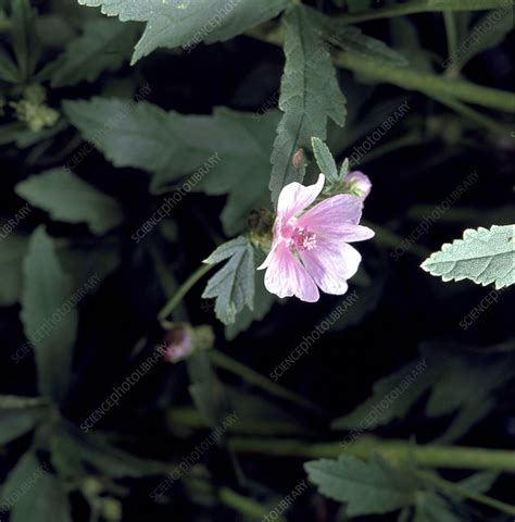 Althaea cannabina. - Stock Image - B800/0248 - Science Photo Library