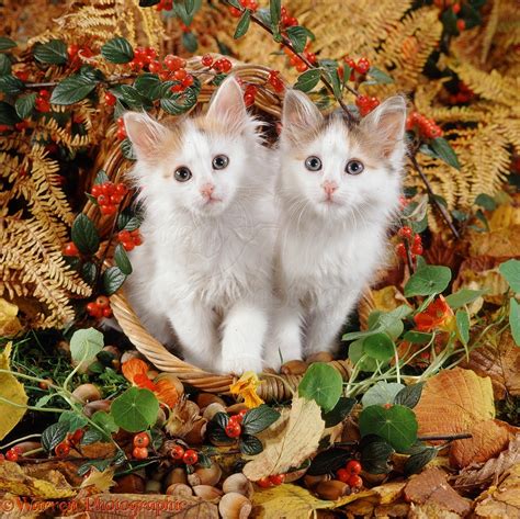 Kittens in an autumn basket photo WP12469