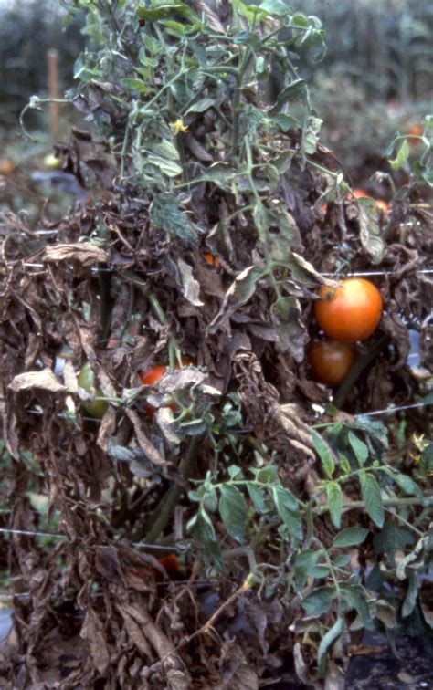 Powdery mildew on tomatoes | Vegetable Pathology – Long Island Horticultural Research ...