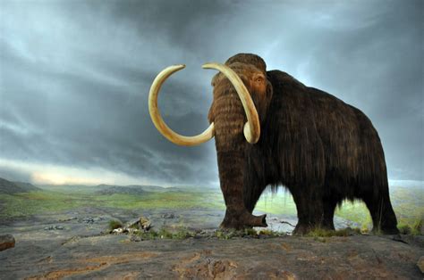 Why we shouldn't bring back the mammoth and other extinct animals