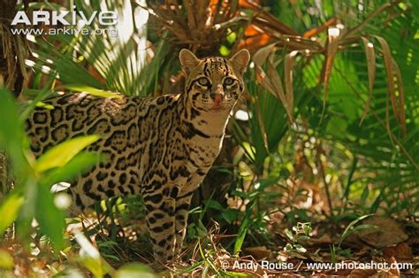 Ocelot in jungle habitat by Andy Rouse | Wild Cat Family