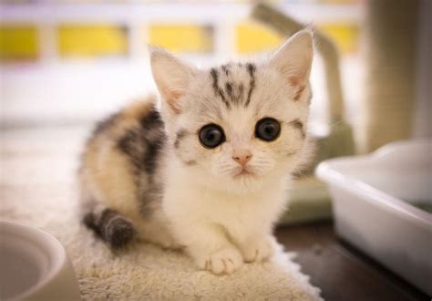 cute munchkin kitten | Sooo Cute! | Pinterest