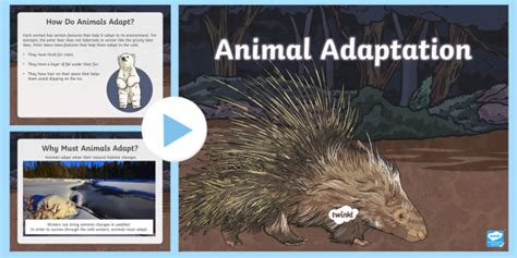 Animal Adaptations PowerPoint | Twinkl Resources USA