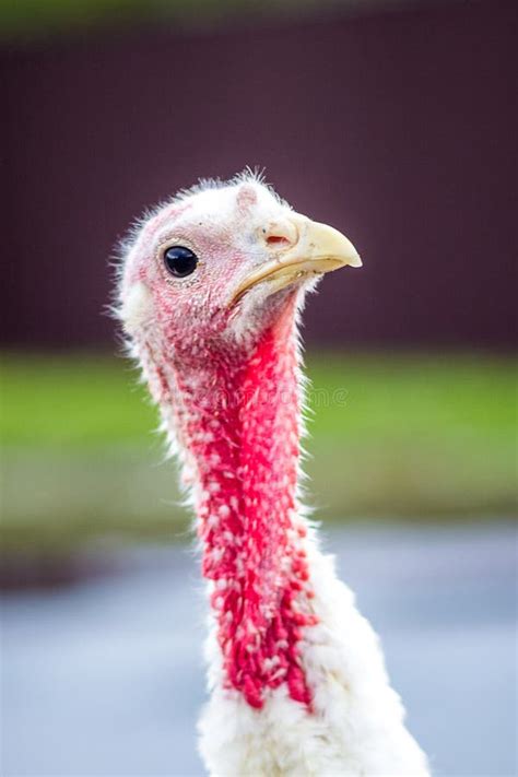 A white turkey stock photo. Image of turkey, birds, domestication ...