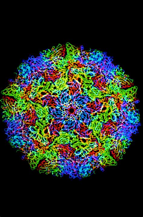 Picornavirus uncoating | Molecular Pathology