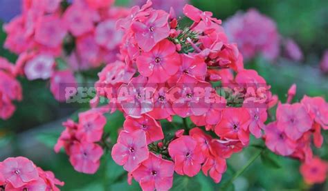 Phlox Paniculata: Varieties, Photos, Care And Propagation - Best ...