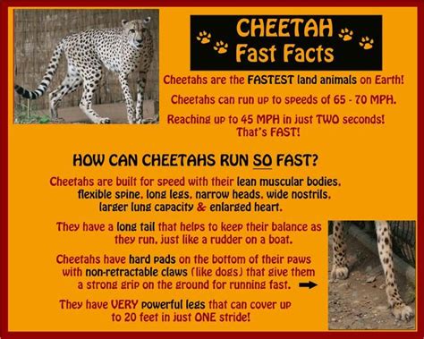 cheetah pictures and facts - Google Search | Cheetah facts for kids ...