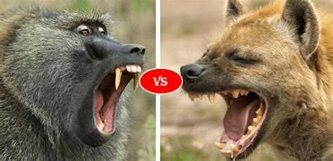 Baboon vs Hyena Fight comparison, who will win?