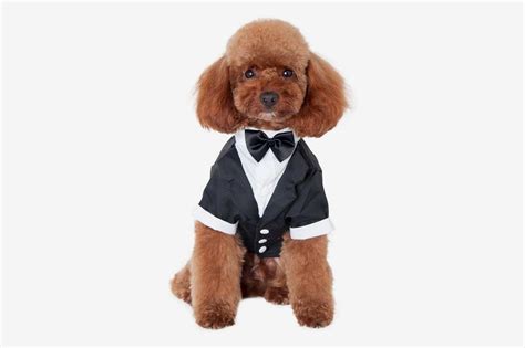 9 Best Dog Halloween Costumes 2019 | The Strategist | New York Magazine