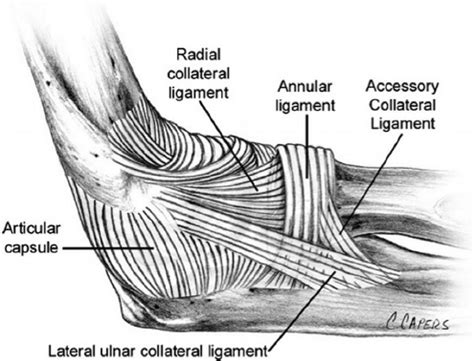 Ulnar Collateral Ligament Anatomy