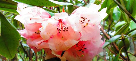 Rhododendron Tour of Sikkim - My North East India My North East India