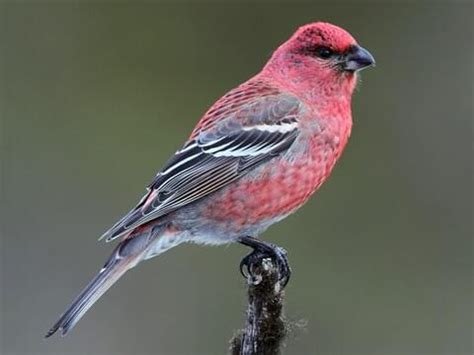 Pine Grosbeak Care Sheet | Birds Coo