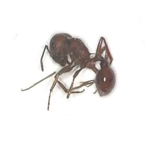 Western Harvester Ant - dead insect specimen for your school insect project