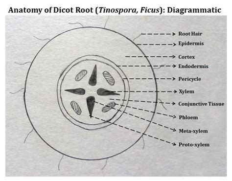 Record Diagram for Dicot Root | Root diagram, Biology diagrams, Root