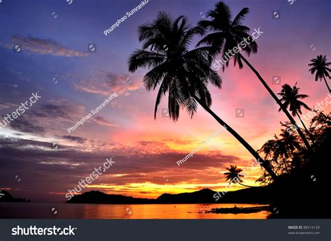 Palm Trees Silhouette At Sunset Stock Photo 88514128 : Shutterstock