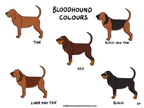 Drawing Cartoon Bloodhounds — everyonelovescartoons.com