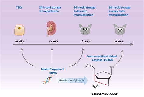 siRNA-Induced RNAi Therapy in Acute Kidney Injury | IntechOpen