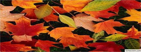 Colourful Fall Leaves Autumn Facebook Timeline Cover Facebook Covers ...