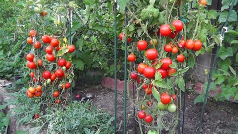 12 Astuces Pour Que Vos Tomates Poussent Parfaitement – Savoir Tout ...