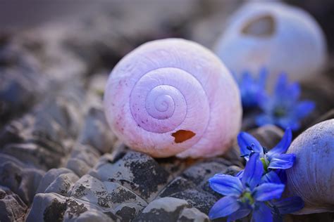 1440x2560 resolution | pink snail shell on the rock HD wallpaper | Wallpaper Flare