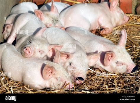 Middle White Piglets sleeping on a bed of straw Stock Photo - Alamy