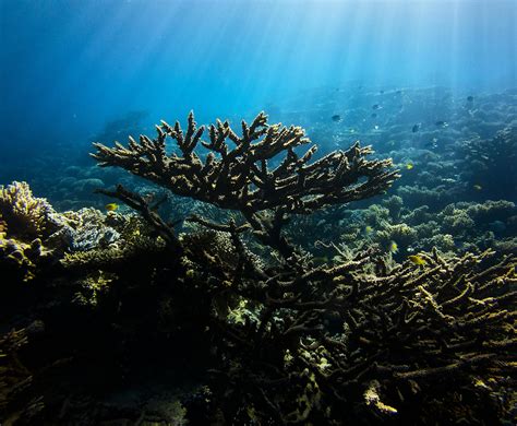 Underwater Photography Of Corals · Free Stock Photo