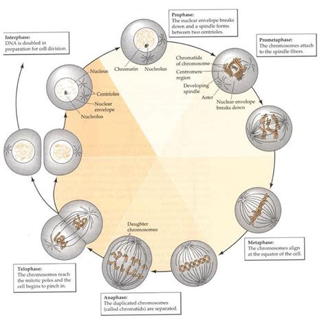 5 Mitosis in animal cells. During interphase (G1-S-G2 phases of cell ...