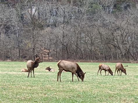 Buffalo River – National Park Region | Visit Arkansas & the natural ...