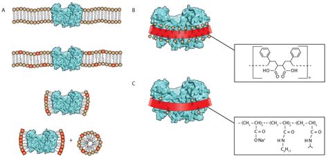 Crystals | Free Full-Text | An Overview of the Top Ten Detergents Used for Membrane Protein ...