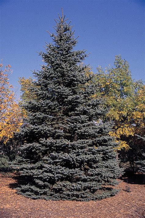 Colorado Blue Spruce | Lot of 30 Tree Seedlings – SequoiaTrees.com