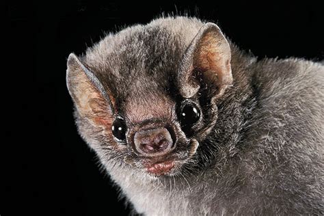 Bat Faces Are Vast and Varied | Bat species, Mammals, Vampire bat