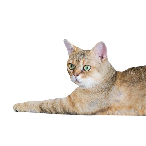 Lying Pet Cat Meow, Nest, Lying Down, Pet Cat PNG Transparent Image and ...